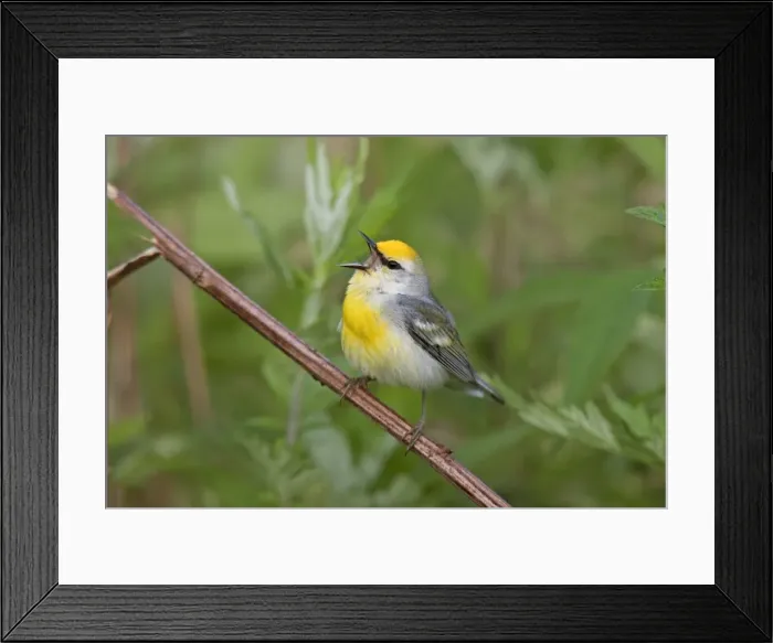 Framed Print : Brewster's Warbler - hybrid between Blue-winged Warbler (Vermivora pinus) and a Golden-winged Warbler (Vermivora chrysoptera) - singing on territory in June in Connecticut - USA Framed Print : Brewster's Warbler - hybrid between Blue-winged Warbler (Vermivora pinus) and a Golden-winged Warbler (Vermivora chrysoptera) - singing on territory in June in Connecticut - USA