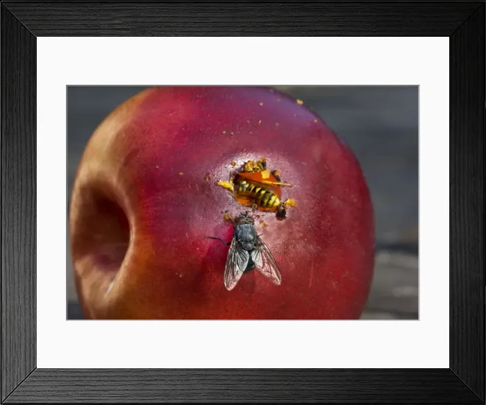 Framed Print : Wasp - on red apple with fly Framed Print : Wasp - on red apple with fly
