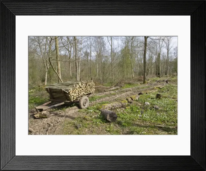 Framed Print : Newly coppiced area - with coppiced wood on traditional trailer - Garmston Wood - Nottinghamshire - UK Framed Print : Newly coppiced area - with coppiced wood on traditional trailer - Garmston Wood - Nottinghamshire - UK