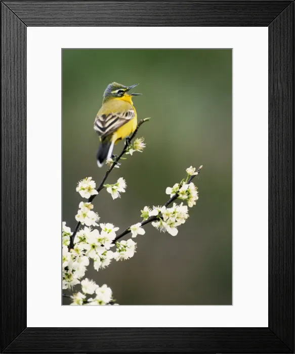 Framed Print : Yellow Wagtail - singing on blackthorn Framed Print : Yellow Wagtail - singing on blackthorn