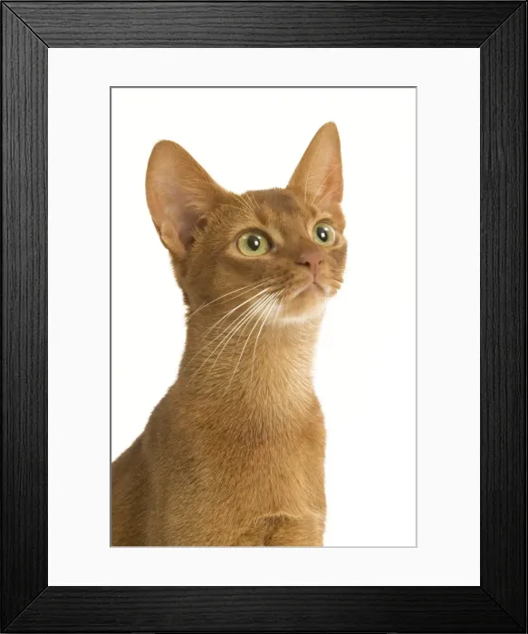 Framed Print : Cat - Abyssinian Sorrel in studio Framed Print : Cat - Abyssinian Sorrel in studio