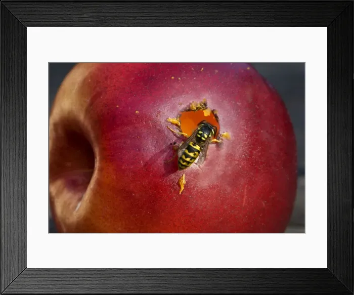 Framed Print : Wasp - on red apple Framed Print : Wasp - on red apple