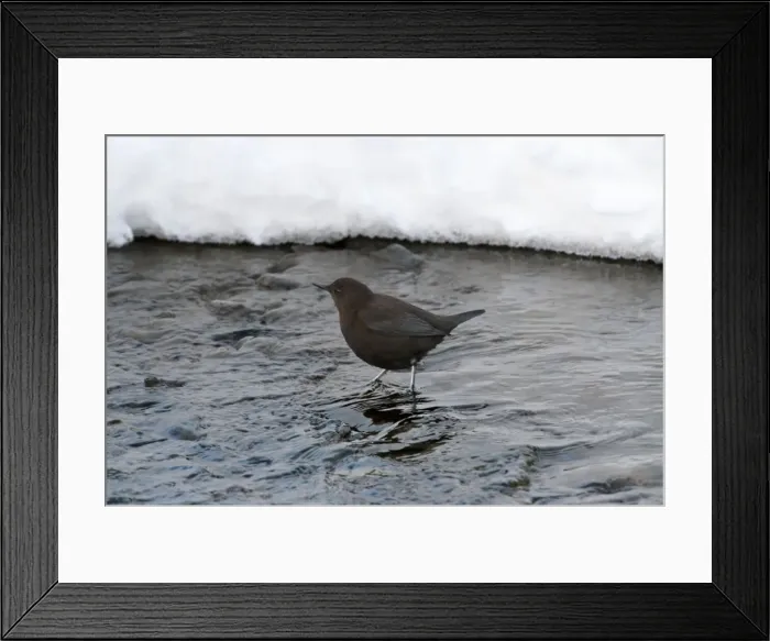 Framed Print : Brown Dipper - standing in water - snow in background - Hokkaido Island - Japan Framed Print : Brown Dipper - standing in water - snow in background - Hokkaido Island - Japan