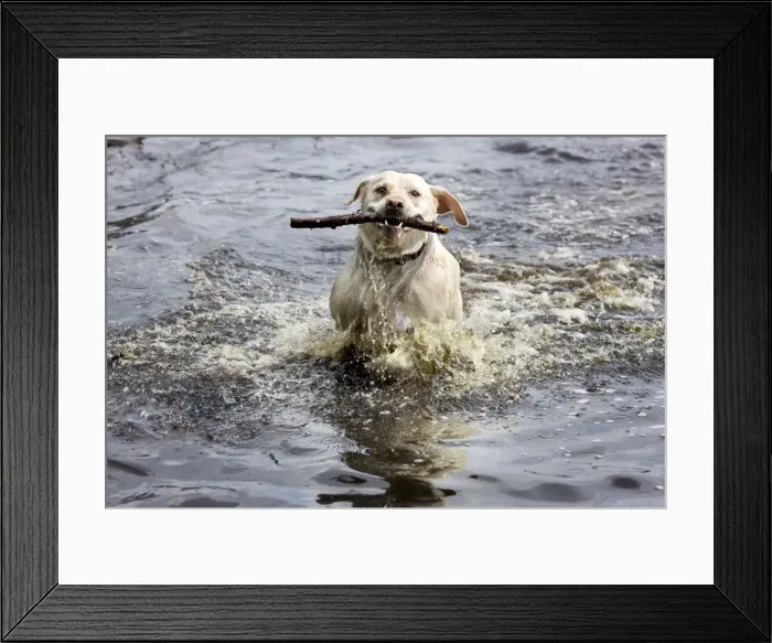 Framed Print : Dog - Golden Retriever - playing in pond with stick Framed Print : Dog - Golden Retriever - playing in pond with stick
