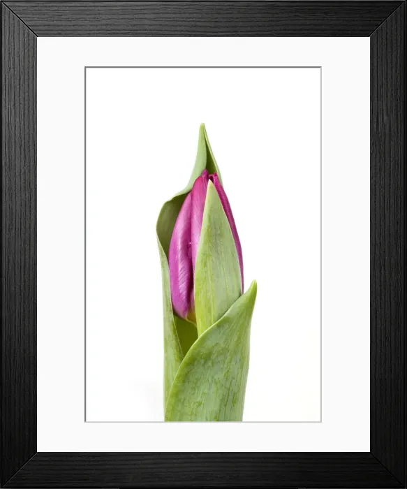 Framed Print : Tulip - Sequence 1 of 2 Framed Print : Tulip - Sequence 1 of 2