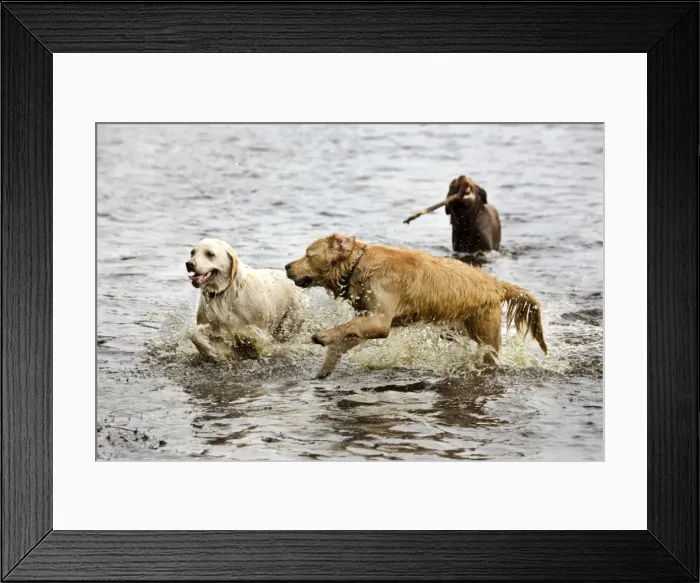 Framed Print : Dog - Golden Retrievers playing in pond with stick Framed Print : Dog - Golden Retrievers playing in pond with stick