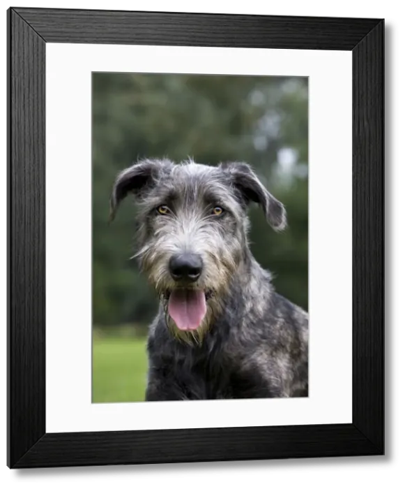 Framed Print : Dog - Mongrel with mouth open panting Framed Print : Dog - Mongrel with mouth open panting