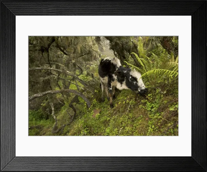 Framed Print : Cow grazing in the Harenna forest - Ethiopia Framed Print : Cow grazing in the Harenna forest - Ethiopia