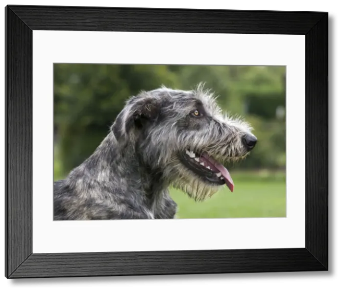 Framed Print : Dog - Mongrel with mouth open panting Framed Print : Dog - Mongrel with mouth open panting