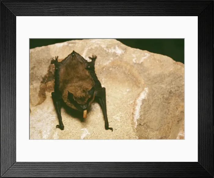 Framed Print : Big Brown Bat - eating maggot Framed Print : Big Brown Bat - eating maggot
