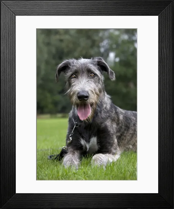 Framed Print : Dog - Mongrel with lead Framed Print : Dog - Mongrel with lead