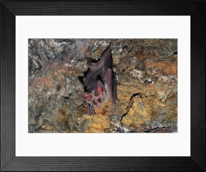 Framed Print : California Leaf-nosed Bat Framed Print : California Leaf-nosed Bat