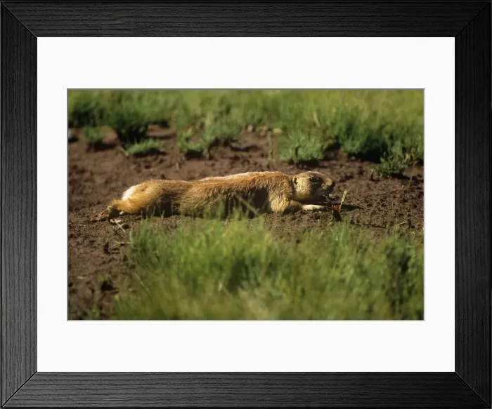 Framed Print : Utah Prairie Dog - lying on the ground Framed Print : Utah Prairie Dog - lying on the ground