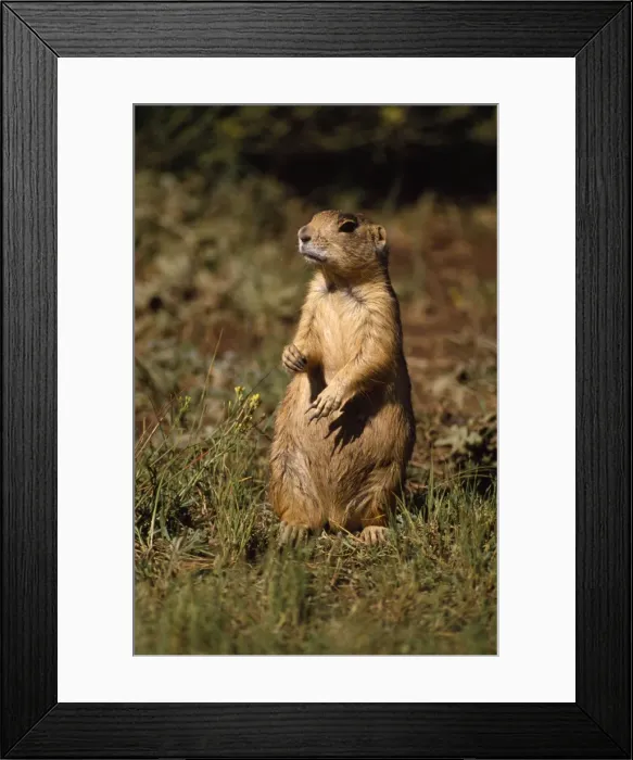 Framed Print : Utah Prairie Dog - alert Framed Print : Utah Prairie Dog - alert