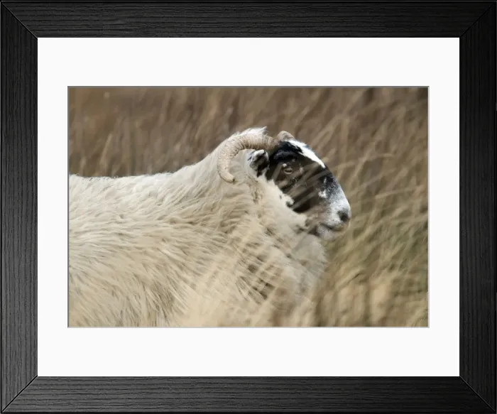 Framed Print : Highland Blackface Sheep Framed Print : Highland Blackface Sheep