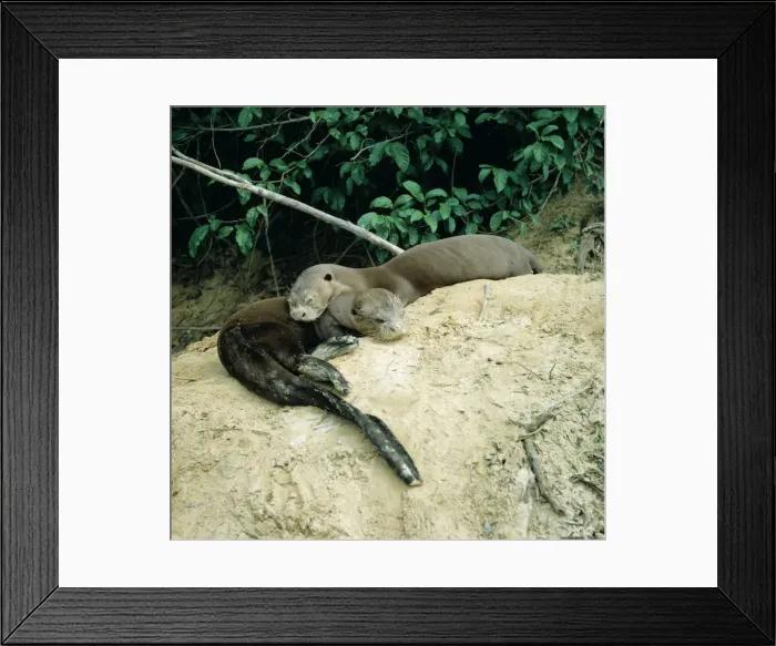 Framed Print : Giant Otter NG 114 Pair sleeping by river bank - Guyana. South America Pteronura brasiliensis © Nick Gordon / ARDEA LONDON Framed Print : Giant Otter NG 114 Pair sleeping by river bank - Guyana. South America Pteronura brasiliensis © Nick Gordon / ARDEA LONDON
