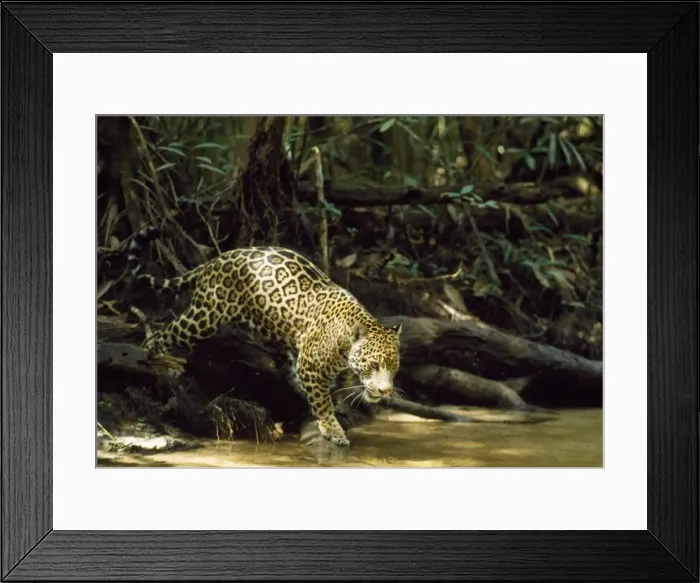 Framed Print : Jaguar - female - creek side - Amazonia Brazil Framed Print : Jaguar - female - creek side - Amazonia Brazil