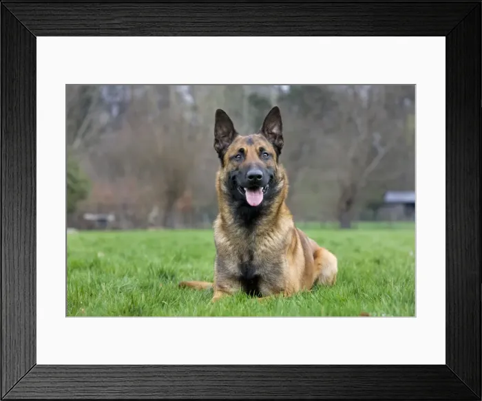 Framed Print : Malinois / Belgian Shepherd Dog Framed Print : Malinois / Belgian Shepherd Dog