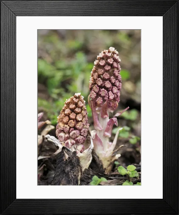 Framed Print : Butterbur - Flowering plants, Lower Saxony, Germany Framed Print : Butterbur - Flowering plants, Lower Saxony, Germany