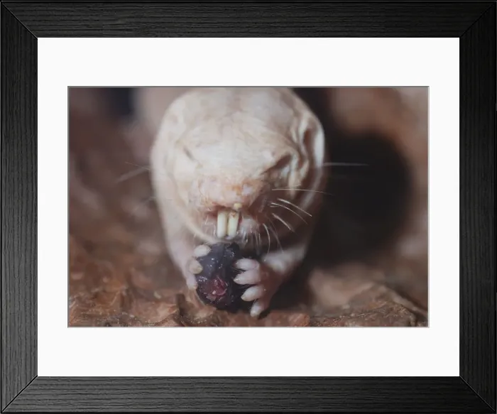 Framed Print : Naked Mole Rat underground. Digs with its incisor teeth. Eating beetle. Blind. Dry areas North East Africa Framed Print : Naked Mole Rat underground. Digs with its incisor teeth. Eating beetle. Blind. Dry areas North East Africa