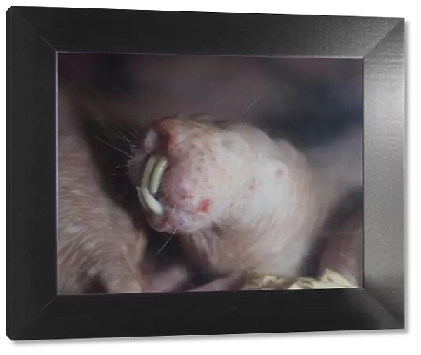 Naked Mole Rat underground. Digs with its incisor teeth. Blind. Dry areas North East Africa