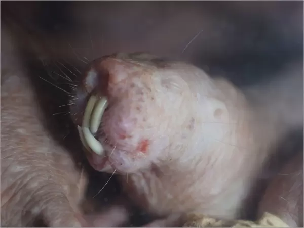 Naked Mole Rat underground. Digs with its incisor teeth. Blind. Dry areas North East Africa
