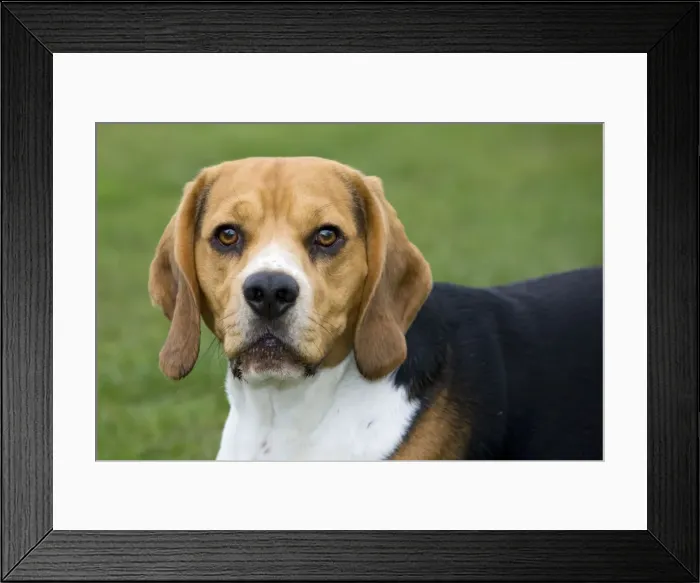 Framed Print : Dog - Beagle Framed Print : Dog - Beagle