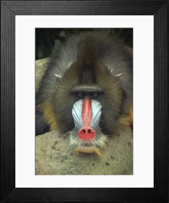 Framed Print : Mandrill, male, West Africa Framed Print : Mandrill, male, West Africa