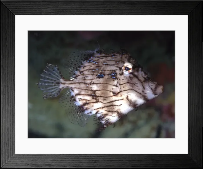 Framed Print : Prickly Leatherjacket, western Pacific coasts Framed Print : Prickly Leatherjacket, western Pacific coasts