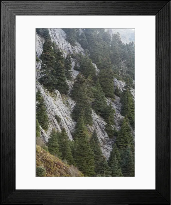 Framed Print : Pinsapar Fir - on mountain slopes, Grazalema National Park, Andalucia, Spain Framed Print : Pinsapar Fir - on mountain slopes, Grazalema National Park, Andalucia, Spain