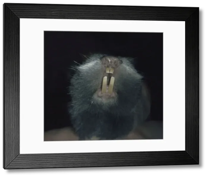 Framed Print : European Mole Rat, eastern and southern Europe. A pest in agricultural areas, but populations fragmented and now declining. Digs with its teeth Framed Print : European Mole Rat, eastern and southern Europe. A pest in agricultural areas, but populations fragmented and now declining. Digs with its teeth