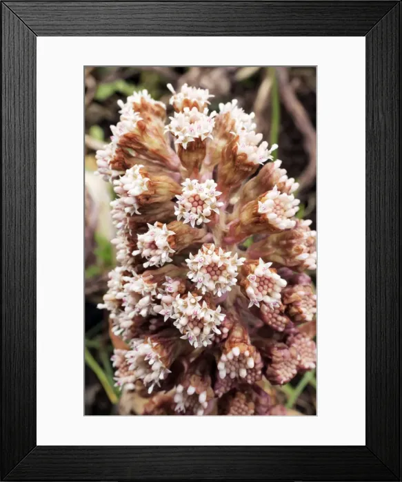 Framed Print : Butterbur - Flowering plant, Lower Saxony, Germany Framed Print : Butterbur - Flowering plant, Lower Saxony, Germany