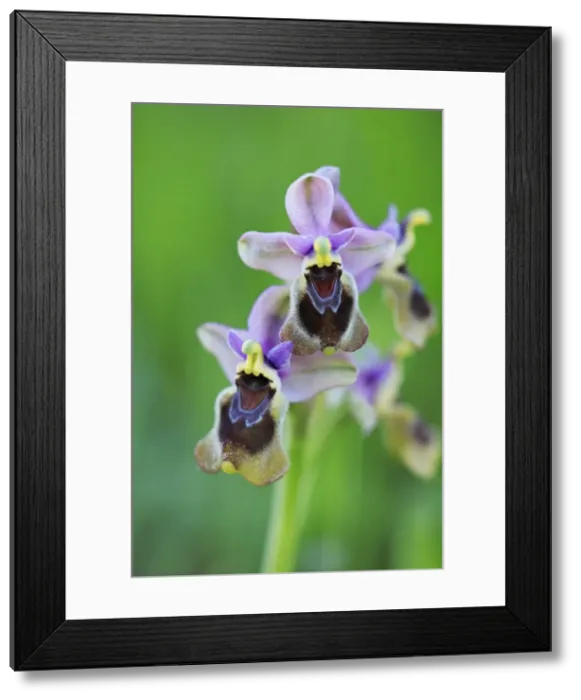 Framed Print : Sawfly Orchid - flowering plant, Extremadura, Spain Framed Print : Sawfly Orchid - flowering plant, Extremadura, Spain