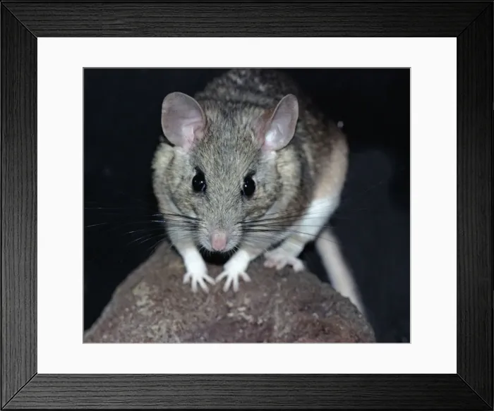 Framed Print : White Throated Wood Rat, found from Central Mexico north to Utah and Wyoming Framed Print : White Throated Wood Rat, found from Central Mexico north to Utah and Wyoming