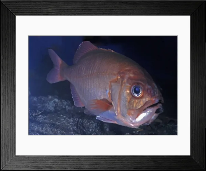 Framed Print : Blueberry Roughy, Big Roughy, north Pacific 300-600m Framed Print : Blueberry Roughy, Big Roughy, north Pacific 300-600m