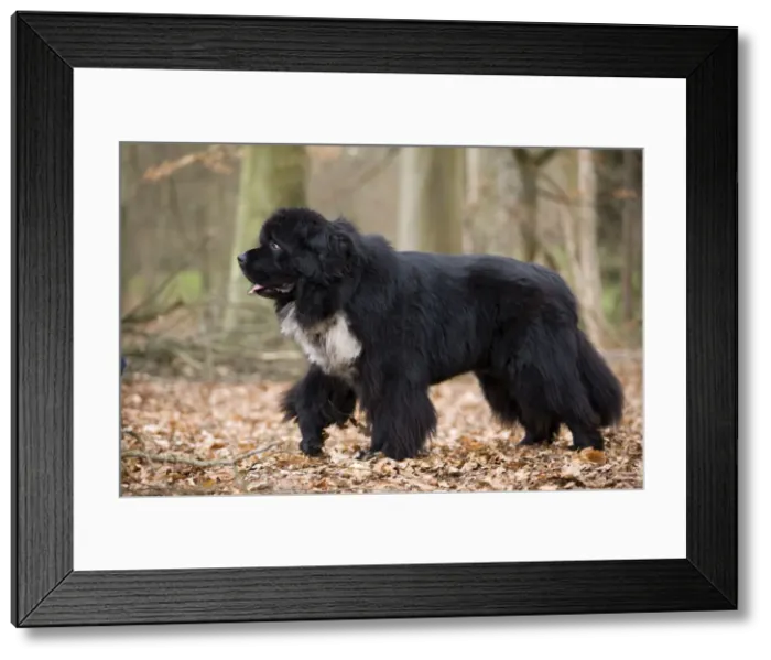 Framed Print : Newfoundland Dog Framed Print : Newfoundland Dog