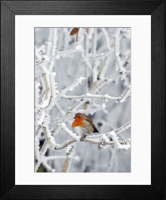Framed Print : Robin in intensely cold frosty weather, minus 5 degrees Celsius, with feathers puffed up to keep warm