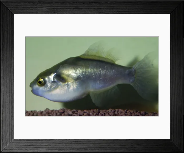 Framed Print : Pufferfish no vernacular, Freshwater Mekong River and parts of South East Asia Framed Print : Pufferfish no vernacular, Freshwater Mekong River and parts of South East Asia
