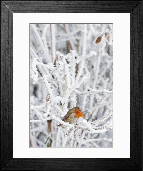 Framed Print : Robin in intensely cold frosty weather, minus 5 degrees Celsius, with feathers puffed up to keep warm Framed Print : Robin in intensely cold frosty weather, minus 5 degrees Celsius, with feathers puffed up to keep warm