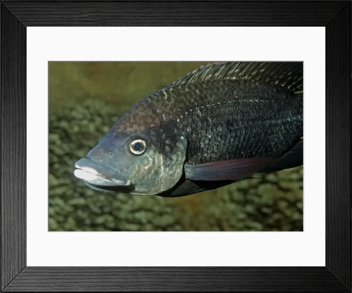 Framed Print : Tilapia, freshwaters Africa Framed Print : Tilapia, freshwaters Africa