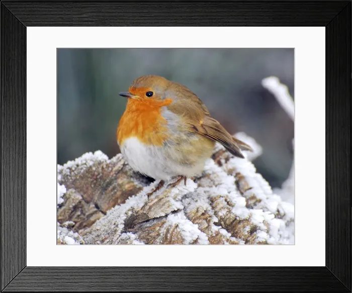 Framed Print : Robin in intensely cold frosty weather, minus 5 degrees Celsius, with feathers puffed up to keep warm Framed Print : Robin in intensely cold frosty weather, minus 5 degrees Celsius, with feathers puffed up to keep warm