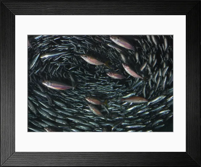 Framed Print : Japanese Anchovy, shoal, pelagic in west Pacific Ocean. Chinese and Japanese waters Framed Print : Japanese Anchovy, shoal, pelagic in west Pacific Ocean. Chinese and Japanese waters