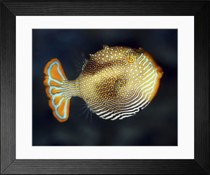 Framed Print : Ornate Cowfish, south Australian coasts Framed Print : Ornate Cowfish, south Australian coasts