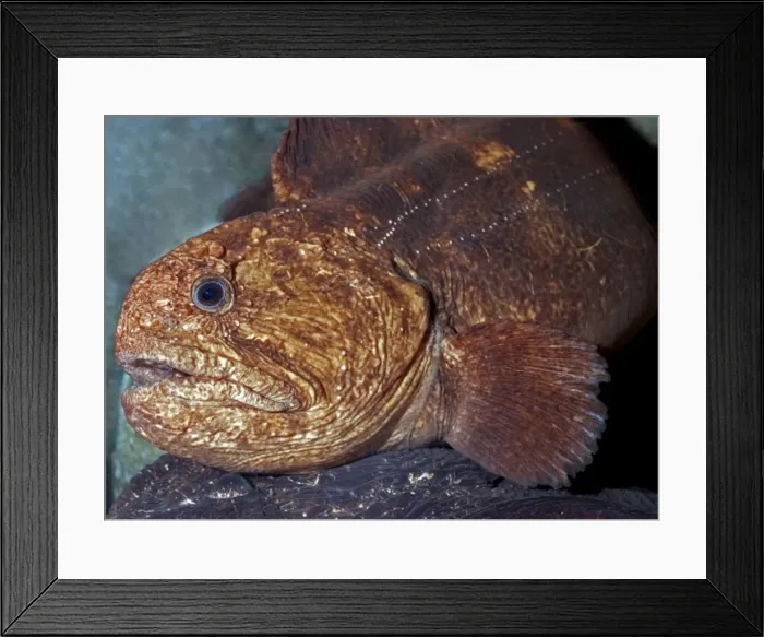 Framed Print : Bering Wolffish, cold waters in north Pacific down to 100m Framed Print : Bering Wolffish, cold waters in north Pacific down to 100m