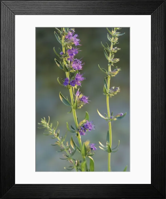Framed Print : Hyssop. ME-1698. Hyssop. Hyssopus officinalis Framed Print : Hyssop. ME-1698. Hyssop. Hyssopus officinalis
