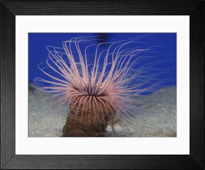 Framed Print : Tube Dwelling Sea Anemone, northwest Pacific Framed Print : Tube Dwelling Sea Anemone, northwest Pacific