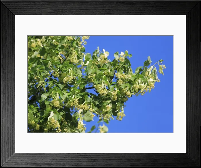 Framed Print : Lime Tree Blossom - in June, Lower Saxony, Germany Framed Print : Lime Tree Blossom - in June, Lower Saxony, Germany