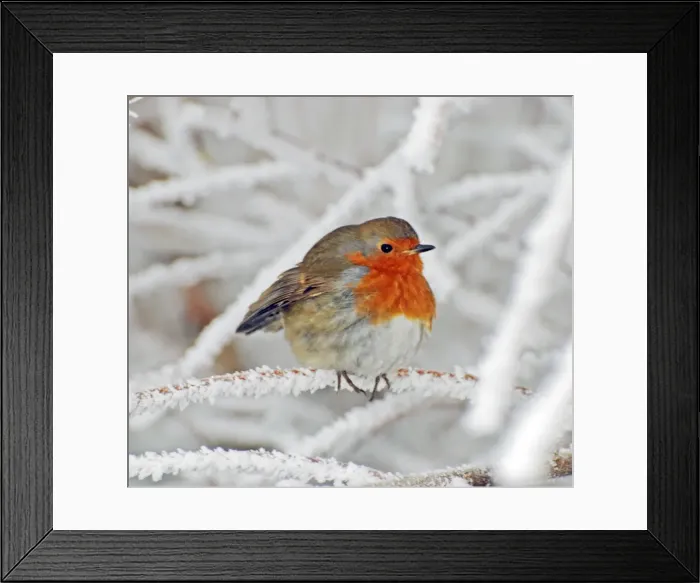 Framed Print : Robin in intensely cold frosty weather, minus 5 degrees Celsius, with feathers puffed up to keep warm Framed Print : Robin in intensely cold frosty weather, minus 5 degrees Celsius, with feathers puffed up to keep warm