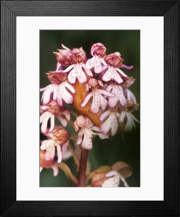 Framed Print : Lady orchid - France Framed Print : Lady orchid - France