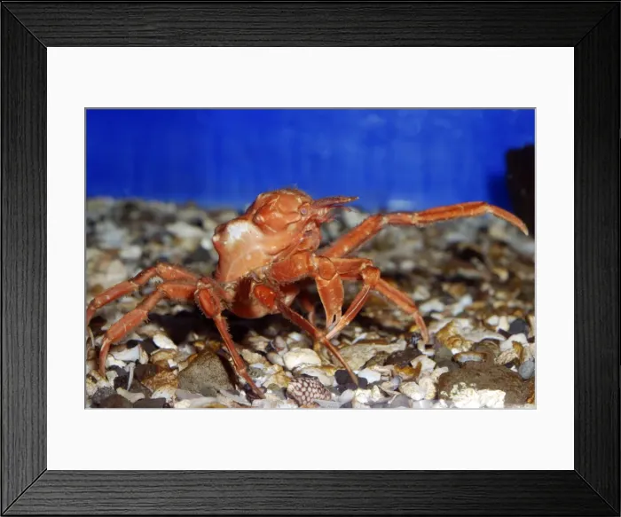 Framed Print : Japanese Crab, northwest Pacific Framed Print : Japanese Crab, northwest Pacific